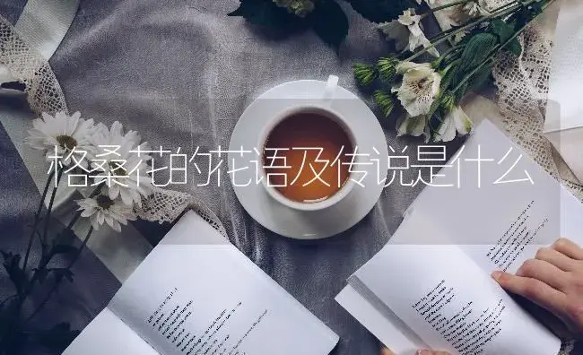 格桑花的花语及传说是什么 | 绿植寓意