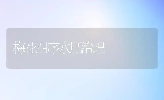 梅花四序水肥治理 | 家庭养花