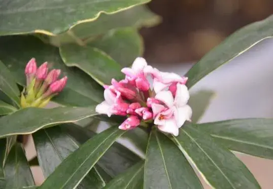 金边瑞香的花语有哪些？