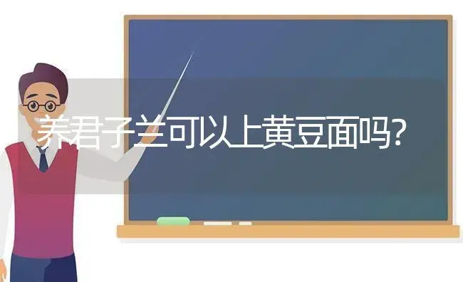 养君子兰可以上黄豆面吗？ | 绿植常识