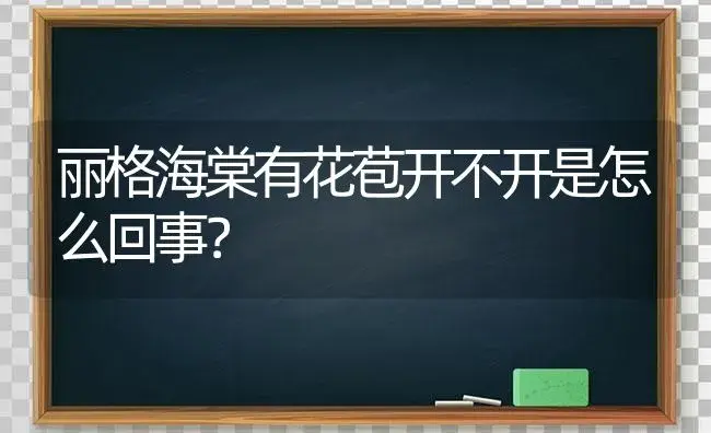 丽格海棠有花苞开不开是怎么回事？ | 绿植常识