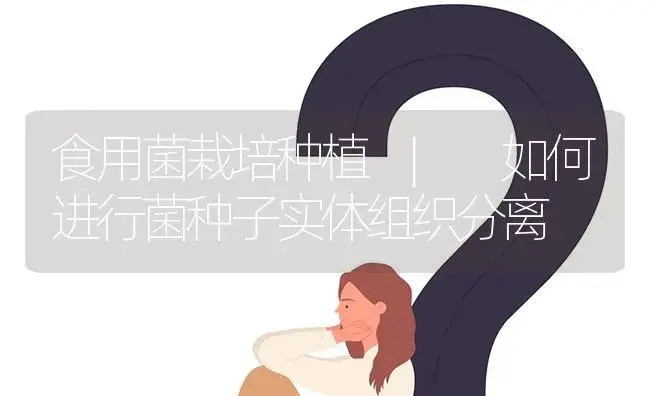 如何进行菌种子实体组织分离 | 菌菇种植