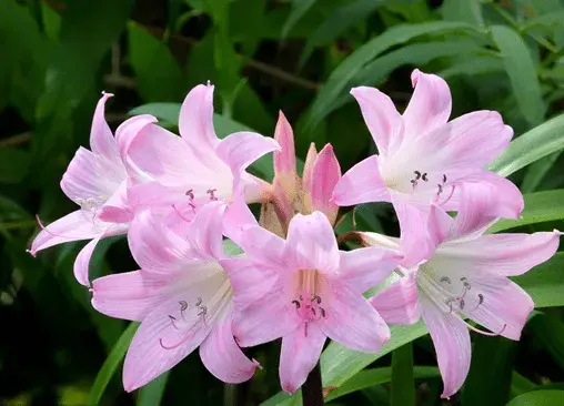 送百合花代表什么？百合花花语大了解！