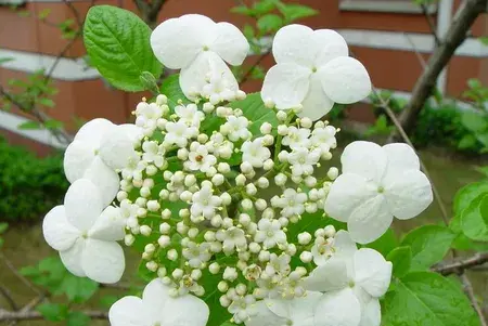 琼花的花语传说故事，琼花花期