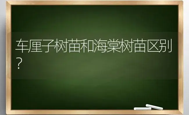 车厘子树苗和海棠树苗区别？ | 绿植常识