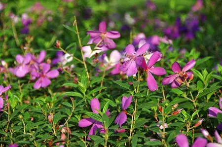 野牡丹的花语与传说