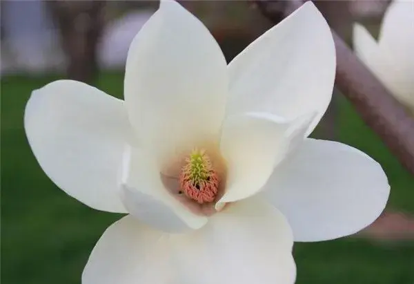 玉兰花什么时候开 玉兰花的花语和寓意