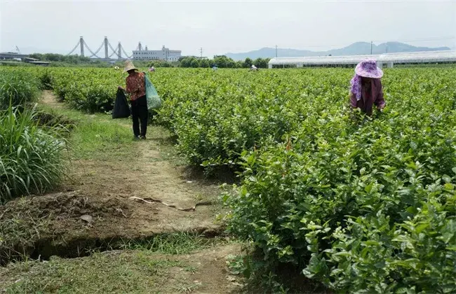 栽培茉莉花的小心事项