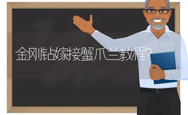 金刚钻嫁接蟹爪兰教程？ | 多肉养殖