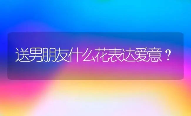 送男朋友什么花表达爱意？ | 绿植常识