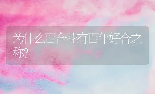 为什么百合花有百年好合之称？ | 绿植常识