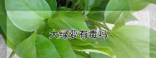 大绿萝有毒吗