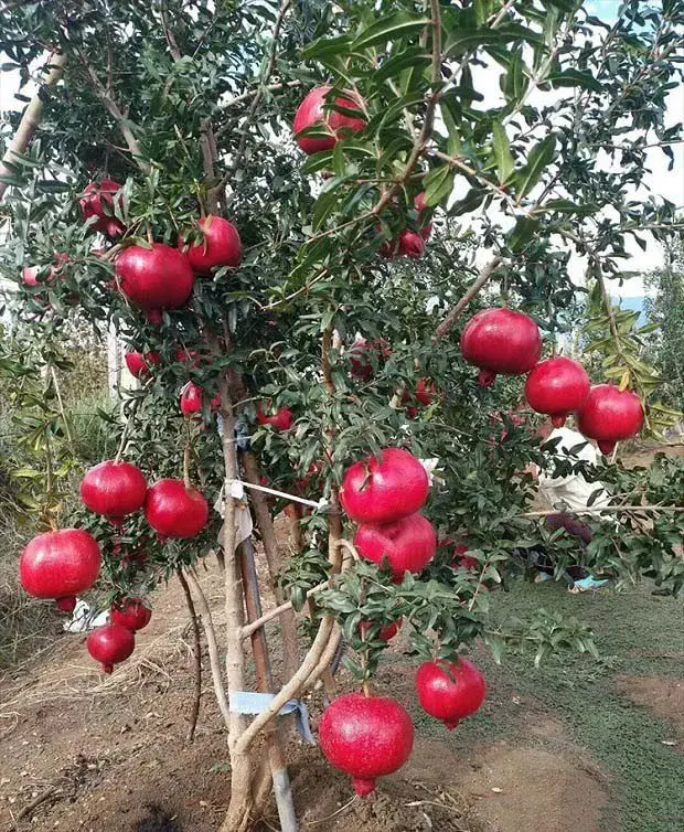 如何预防石榴落花落果？