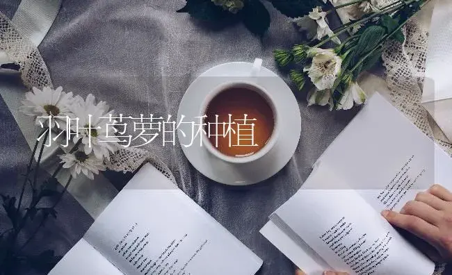 羽叶茑萝的种植 | 特种种植