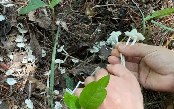 云南男子上山寻菌收获颇丰 遍地鸡枞花尽收箩中