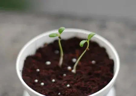 花卉果蔬盆景 | 迷迭香种子种植方法和注意事项