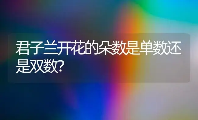 君子兰开花的朵数是单数还是双数？ | 绿植常识