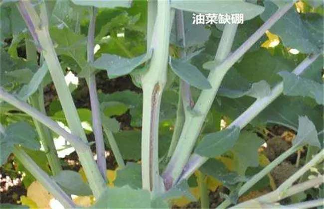 油菜缺硼症状及防治和治疗措施