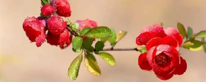 海棠花花语：海棠花花语一：“没有结果的爱情”、“苦恋”。 海棠花花语二：“高贵、优雅、美丽、出众”。