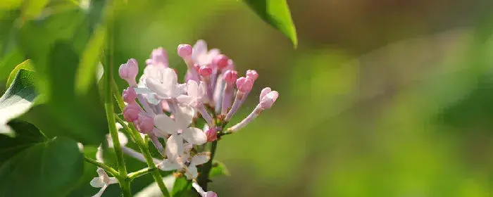 丁香花的花语是什么