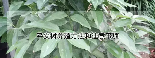 平安树养殖方法和注意事项