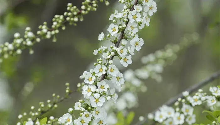 珍珠绣线菊花语是什么