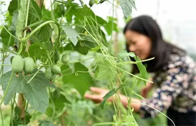 拇指西瓜栽培措施