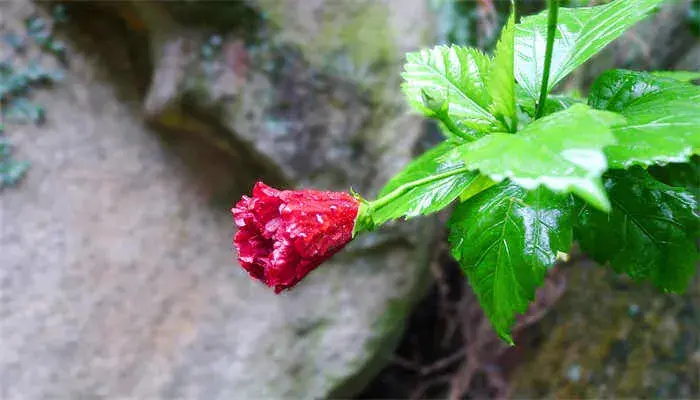 扶桑花花语 扶桑花花语是什么