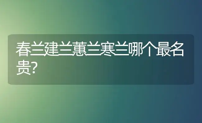 春兰建兰蕙兰寒兰哪个最名贵？ | 绿植常识