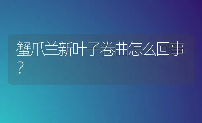 蟹爪兰新叶子卷曲怎么回事？ | 多肉养殖