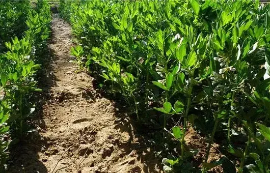 红根野蚕豆种子选种育苗技巧