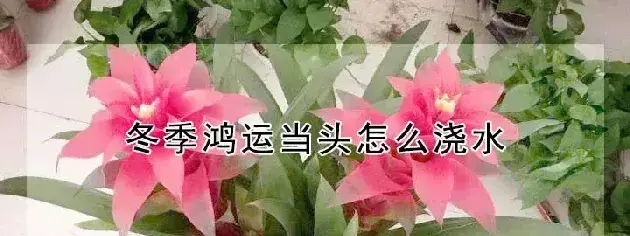 冬季鸿运当头怎么浇水