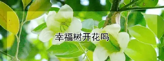 幸福树开花吗