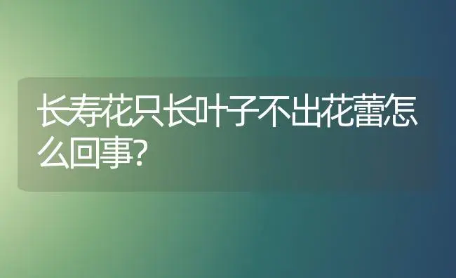 长寿花只长叶子不出花蕾怎么回事？ | 多肉养殖