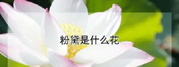 粉黛是什么花