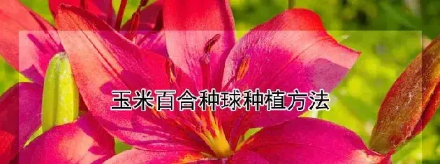 玉米百合种球种植方法