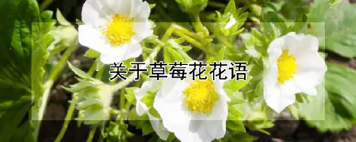 关于草莓花花语