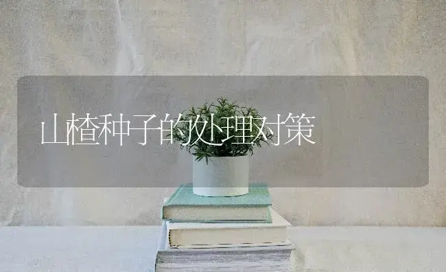 山楂种子的处理对策 | 特种种植