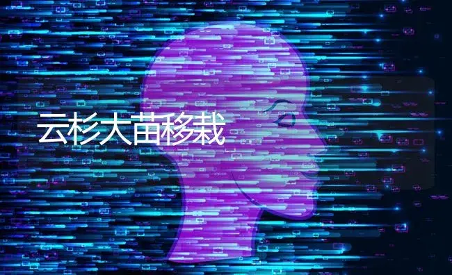 云杉大苗移栽 | 特种种植