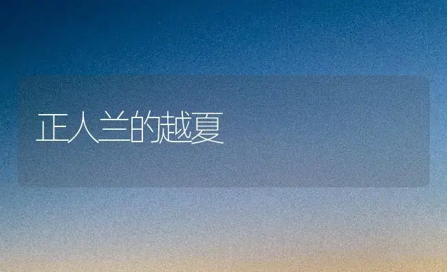 正人兰的越夏 | 家庭养花