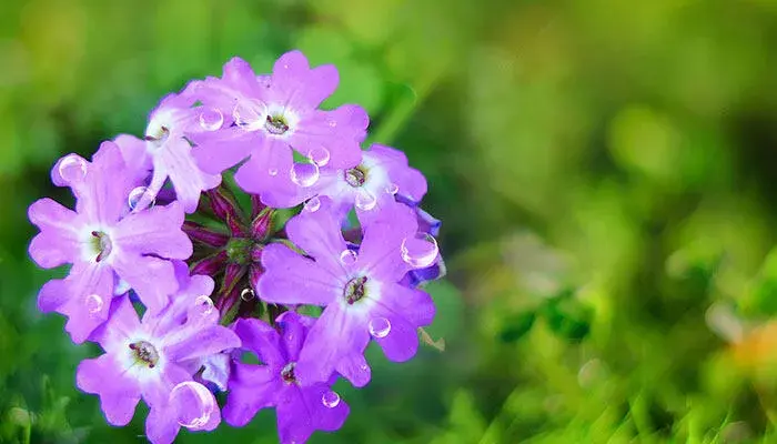 玉兰花的花语是什么意思 玉兰花的花语是什么