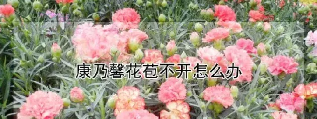 康乃馨花苞不开怎么办