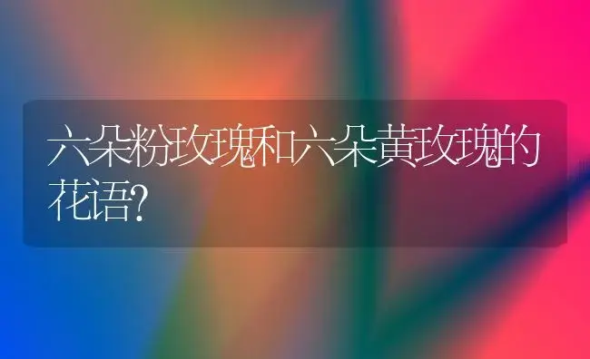 六朵粉玫瑰和六朵黄玫瑰的花语？ | 绿植常识