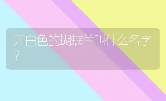 开白色的蝴蝶兰叫什么名字？ | 绿植常识