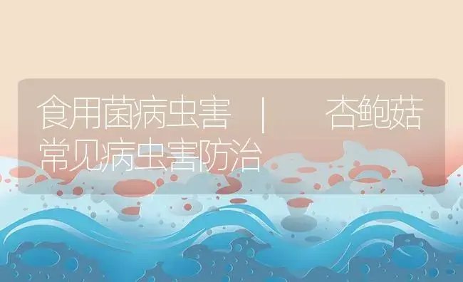 杏鲍菇常见病虫害防治 | 菌菇种植