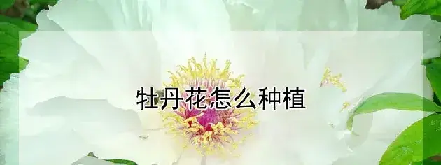 牡丹花怎么种植