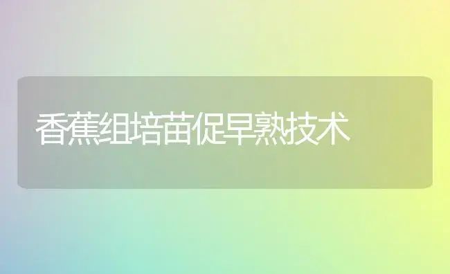 香蕉组培苗促早熟技术 | 果木种植