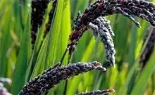 黑米合理密植技术要点