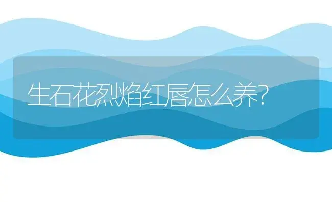 生石花烈焰红唇怎么养？ | 多肉养殖