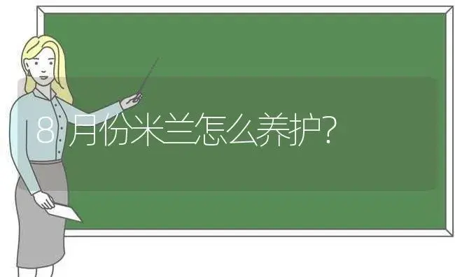 8月份米兰怎么养护？ | 绿植常识